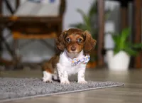 Queen, a female Miniature Dachshund for sale in Millersburg, OH – Photo 5 of 10