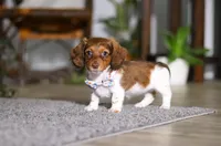 Queen, a female Miniature Dachshund for sale in Millersburg, OH – Photo 8 of 10