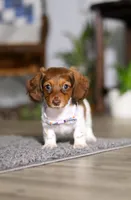 Queen, a female Miniature Dachshund for sale in Millersburg, OH – Photo 9 of 10