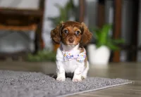 Queen, a female Miniature Dachshund for sale in Millersburg, OH – Photo 1 of 10