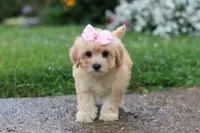 Lily, a female Coton de Tulear and Poodle - Miniature  for sale in Millersburg, OH – 5 of 6