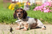 Alex, a male Dachshund for sale in Millersburg, OH – 5 of 6