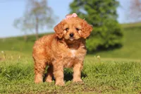 Elsa, a female Cavapoo for sale in Millersburg, OH – 8 of 10