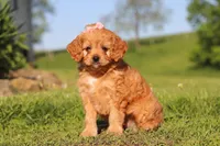 Elsa, a female Cavapoo for sale in Millersburg, OH – 4 of 10