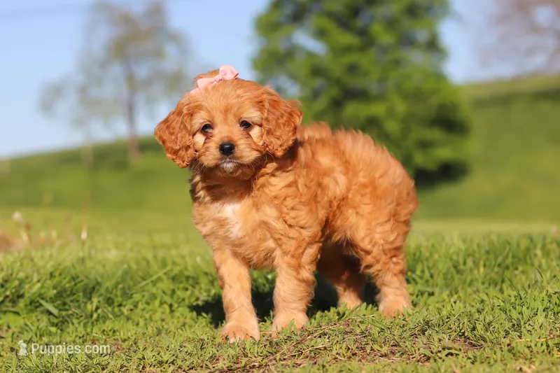 Elsa – Cavapoo puppy for sale in Millersburg, OH