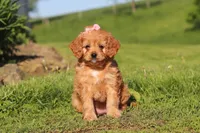 Elsa, a female Cavapoo for sale in Millersburg, OH – 5 of 10
