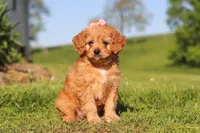 Elsa, a female Cavapoo for sale in Millersburg, OH – 2 of 10