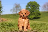 Elsa, a female Cavapoo for sale in Millersburg, OH – 9 of 10