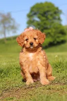 Elsa, a female Cavapoo for sale in Millersburg, OH – 7 of 10