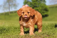 Elsa, a female Cavapoo for sale in Millersburg, OH – 3 of 10