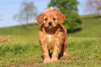 Elsa, a female Cavapoo for sale in Millersburg, OH – 6 of 10