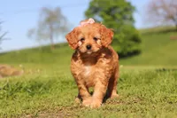 Elsa, a female Cavapoo for sale in Millersburg, OH – 10 of 10