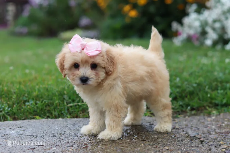 Lily – Coton de Tulear, Poodle - Miniature  puppy for sale in Millersburg, OH