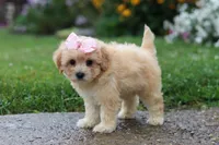 Lily, a female Coton de Tulear and Poodle - Miniature  for sale in Millersburg, OH – 1 of 6