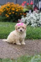 Brianna, a female Coton de Tulear and Poodle - Miniature  for sale in Millersburg, OH – 6 of 10