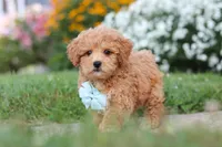 Blake, a male Maltipoo for sale in Millersburg, OH – 5 of 9