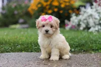 Brianna, a female Coton de Tulear and Poodle - Miniature  for sale in Millersburg, OH – 7 of 10