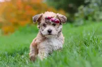 Ginger, a female Morkie for sale in Millersburg, OH – Photo 7 of 10