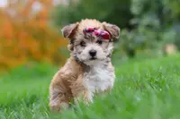 Ginger, a female Morkie for sale in Millersburg, OH – Photo 1 of 10