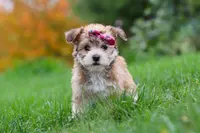 Ginger, a female Morkie for sale in Millersburg, OH – Photo 4 of 10