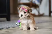 Ginger, a female Morkie for sale in Millersburg, OH – Photo 2 of 10