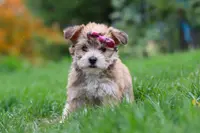 Ginger, a female Morkie for sale in Millersburg, OH – Photo 10 of 10