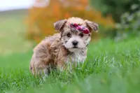 Ginger, a female Morkie for sale in Millersburg, OH – Photo 6 of 10