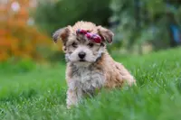 Ginger, a female Morkie for sale in Millersburg, OH – Photo 8 of 10