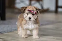 Ginger, a female Morkie for sale in Millersburg, OH – Photo 5 of 10