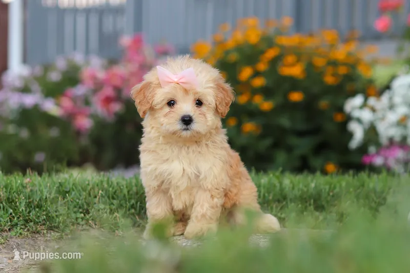 Haven – Maltipoo puppy for sale in Millersburg, OH