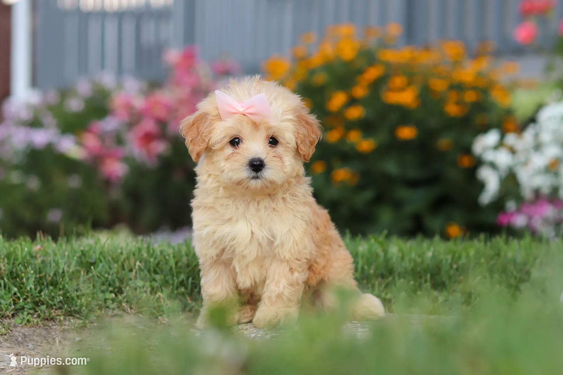 Haven – Maltipoo Puppy for Sale in Millersburg, OH | Puppies.com