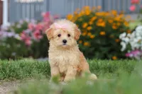 Haven, a female Maltipoo for sale in Millersburg, OH – 1 of 10