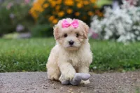 Brianna, a female Coton de Tulear and Poodle - Miniature  for sale in Millersburg, OH – 9 of 10