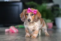 Princess, a female Miniature Dachshund for sale in Millersburg, OH – Photo 3 of 10