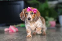 Princess, a female Miniature Dachshund for sale in Millersburg, OH – Photo 4 of 10