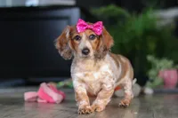 Princess, a female Miniature Dachshund for sale in Millersburg, OH – Photo 1 of 10