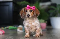 Princess, a female Miniature Dachshund for sale in Millersburg, OH – Photo 2 of 10