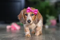 Princess, a female Miniature Dachshund for sale in Millersburg, OH – Photo 8 of 10