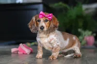 Princess, a female Miniature Dachshund for sale in Millersburg, OH – Photo 10 of 10