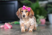 Princess, a female Miniature Dachshund for sale in Millersburg, OH – Photo 5 of 10