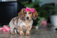 Princess, a female Miniature Dachshund for sale in Millersburg, OH – Photo 6 of 10