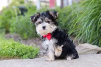 Bennet, a male Morkie for sale in Millersburg, OH – 4 of 6