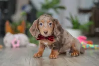 Violet, a female Miniature Dachshund for sale in Millersburg, OH – Photo 10 of 10