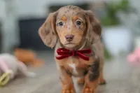 Violet, a female Miniature Dachshund for sale in Millersburg, OH – Photo 9 of 10