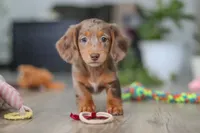 Violet, a female Miniature Dachshund for sale in Millersburg, OH – Photo 1 of 10