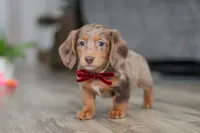 Violet, a female Miniature Dachshund for sale in Millersburg, OH – Photo 7 of 10