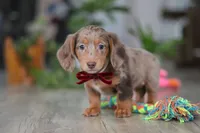Violet, a female Miniature Dachshund for sale in Millersburg, OH – Photo 2 of 10