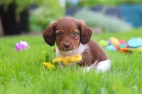 Archie, a male Miniature Dachshund for sale in Millersburg, OH – 5 of 10