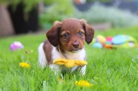 Archie, a male Miniature Dachshund for sale in Millersburg, OH – 8 of 10