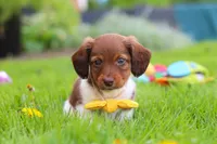 Archie, a male Miniature Dachshund for sale in Millersburg, OH – 7 of 10